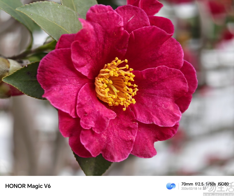 荣耀Magic V6首测：全能无短板，重新定义“大折叠”魅力