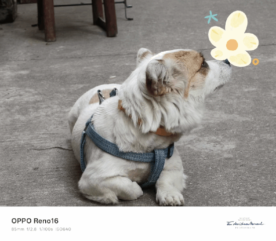 OPPO Reno16评测:精致又用心的小屏新选择 OPPO Reno16评测:精致又用心的小屏新选择