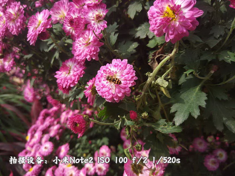 96.jpg