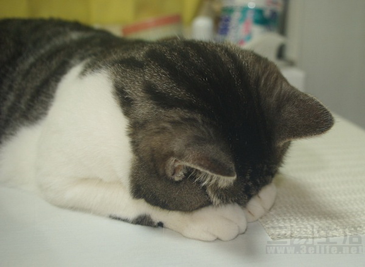 gomen_cat37.jpg