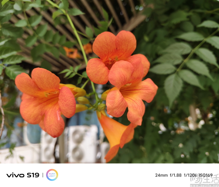 vivo S19系列双机评测：超薄、性能与人像摄影，一次都能满足