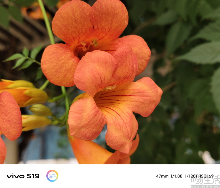 vivo S19系列双机评测：超薄、性能与人像摄影，一次都能满足