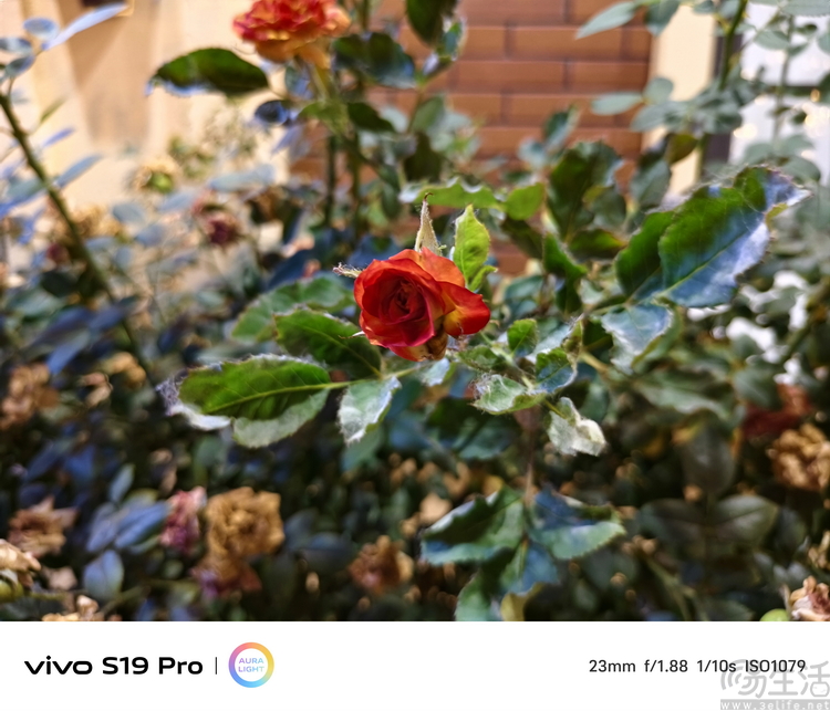 vivo S19系列双机评测：超薄、性能与人像摄影，一次都能满足