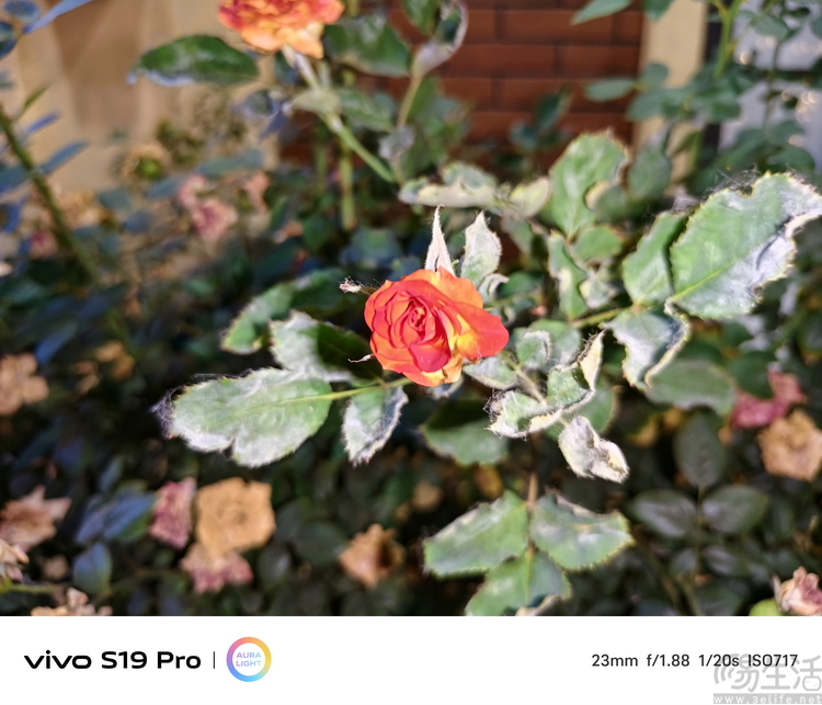 vivo S19系列双机评测：超薄、性能与人像摄影，一次都能满足