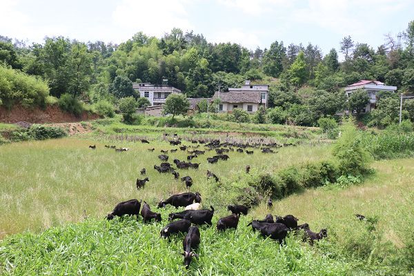 四年坚持，盒马将来自大别山深处的羊肉卖向全国