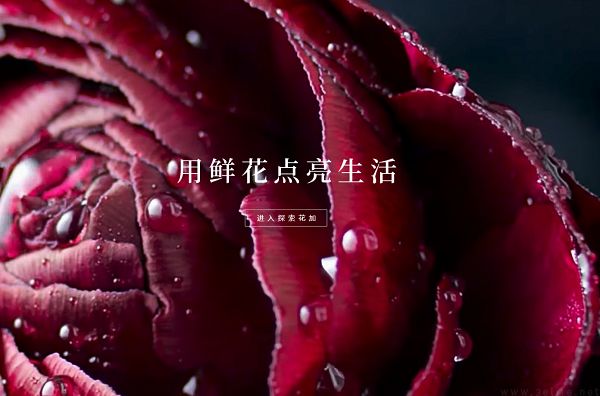 有消息称，鲜花电商Flowerplus花加所属公司破产