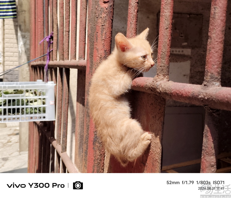 vivo Y300 Pro评测：旗舰特性加持，“国民手机”迎来升华