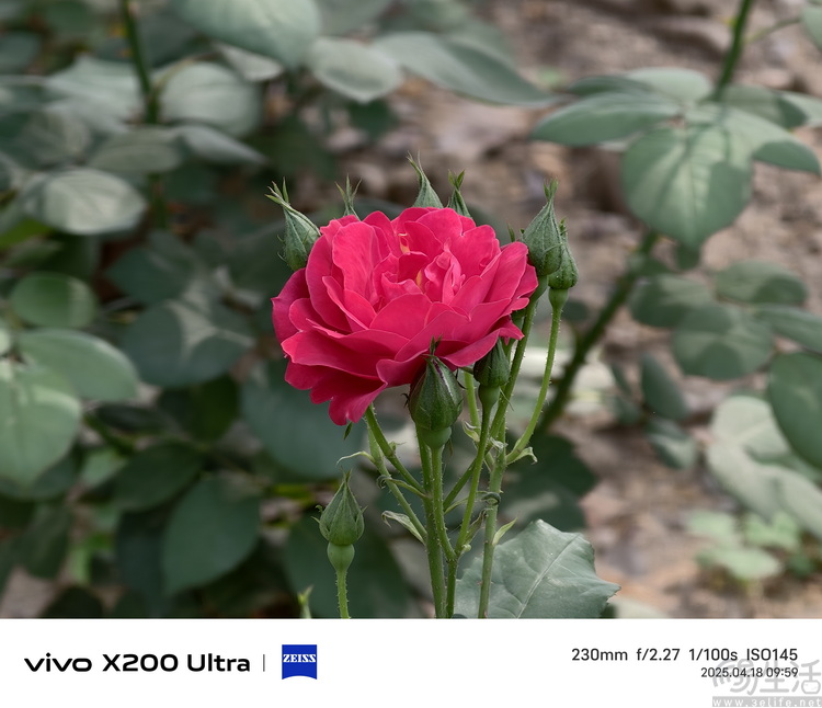 vivo X200 Ultra专项测试：全大底“V单”，颠覆行业常识