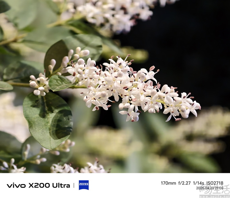 vivo X200 Ultra专项测试：全大底“V单”，颠覆行业常识
