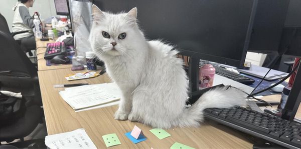 【游·见】专访喵吉托工作室：以创新解锁宠物社交游戏新魅力