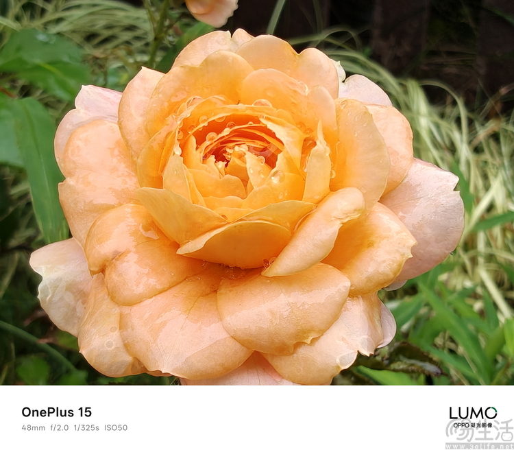 一加15首测:梦回“老一加”,注定将成为一代经典 一加15首测:梦回“老一加”,注定将成为一代经典