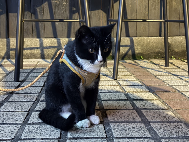 测完iPhone Air,终于知道它为啥“对手”很少了 测完iPhone Air,终于知道它为啥“对手”很少了