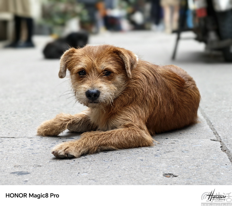 荣耀Magic 8 Pro专测:“转型”的诚意,究竟足不足 荣耀Magic 8 Pro专测:“转型”的诚意,究竟足不足