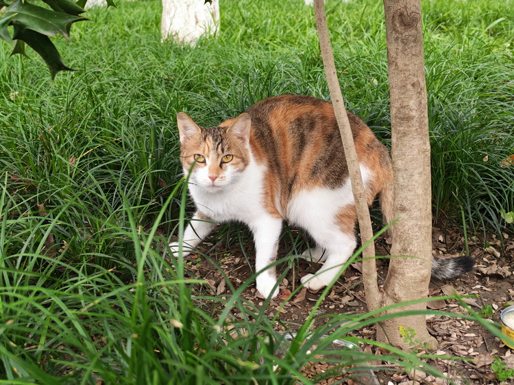 2025年的“小折叠”手机，比过去好用了吗