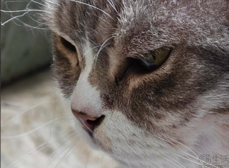 荣耀500 Pro首测：设计、性能、影像全都很能打