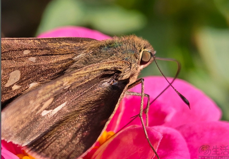 荣耀500 Pro首测：设计、性能、影像全都很能打