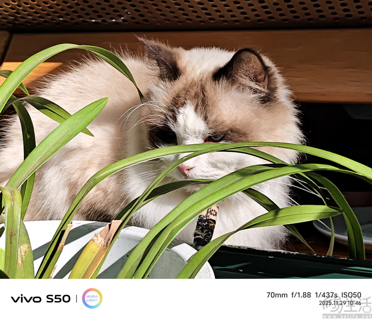 vivo S50首发评测：能拍还“耐玩”，重新定义标准版