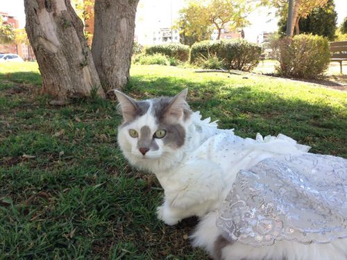 专访Valhalla Cats:在废城画卷中,绘出一段爪间的温暖史诗 专访Valhalla Cats:在废城画卷中,绘出一段爪间的温暖史诗