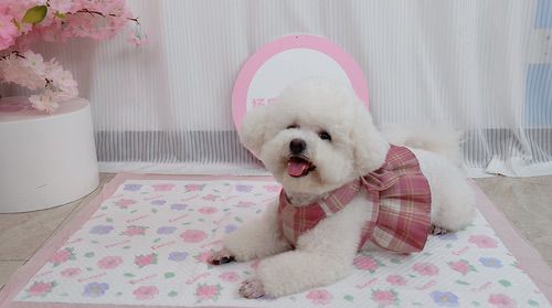 抖音电商2025兴趣产业带数据报告：200商家销售额增长至亿元