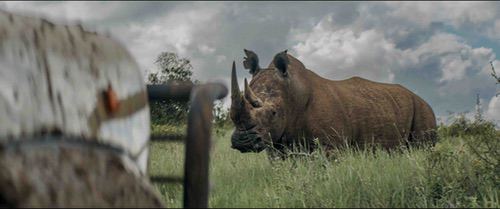 《犀牛》：在肯尼亚荒野的中心，与森海塞尔一起提升叙事体验