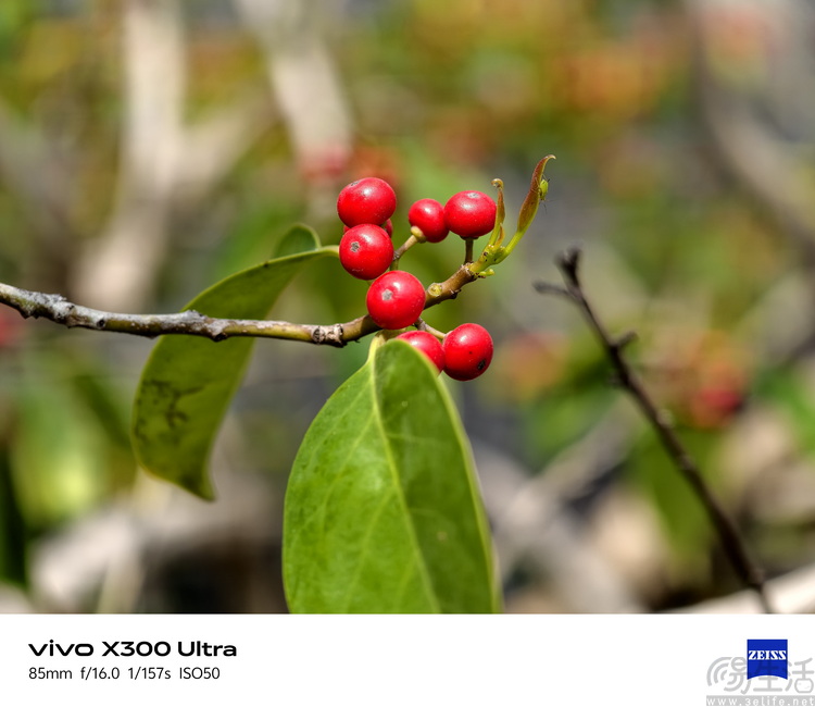 vivo X300 Ultra首测:这不只是手机,还是专业影像工具 vivo X300 Ultra首测:这不只是手机,还是专业影像工具